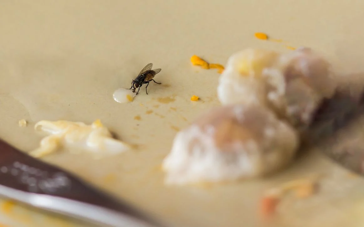 mouche se pose sur votre nourriture