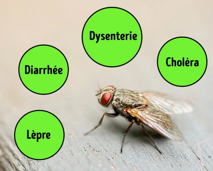 mouche se pose sur votre nourriture