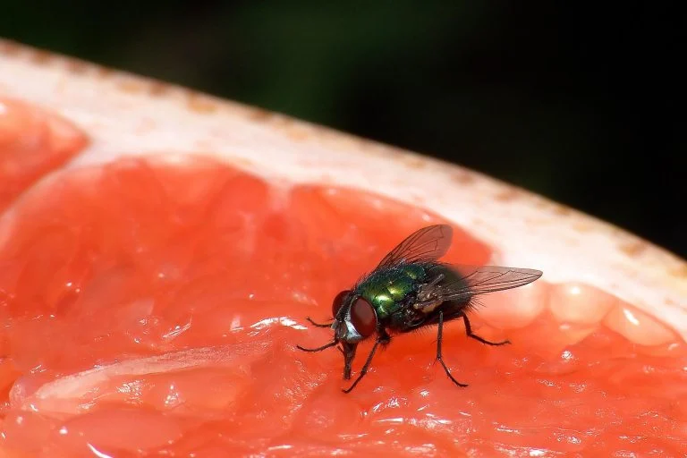 mouche se pose sur votre nourriture