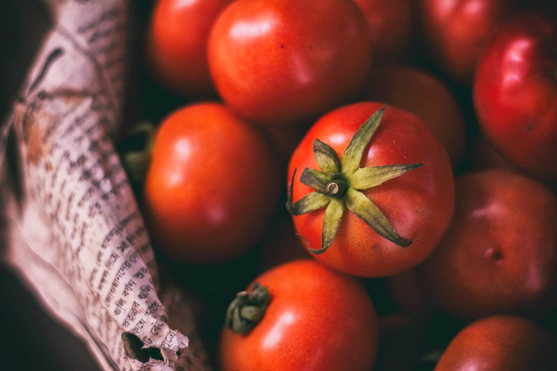 tomates