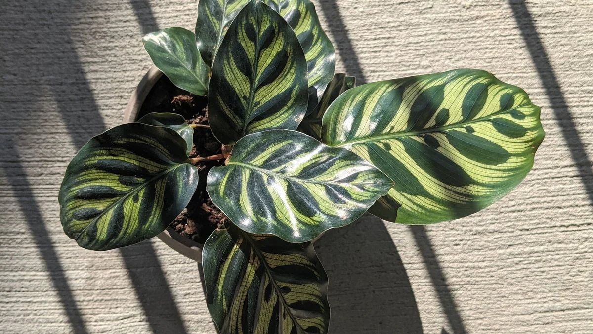 Calathea
