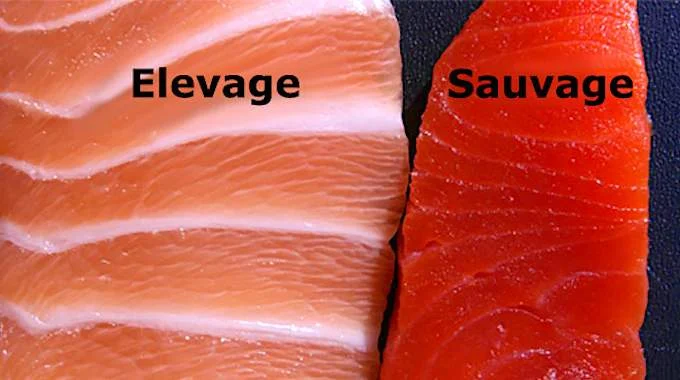 7 types de poissons que vous ne devriez pas manger Le saumon d'élevage