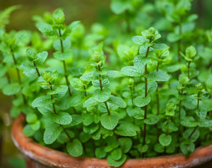 Menthe