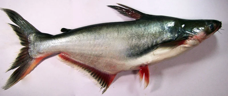 Pangasius