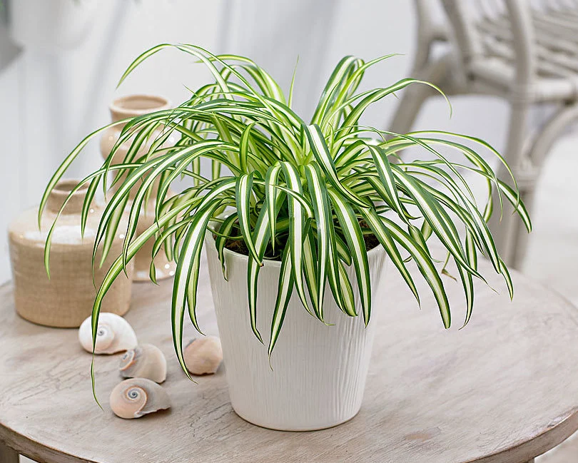 Plante araignée