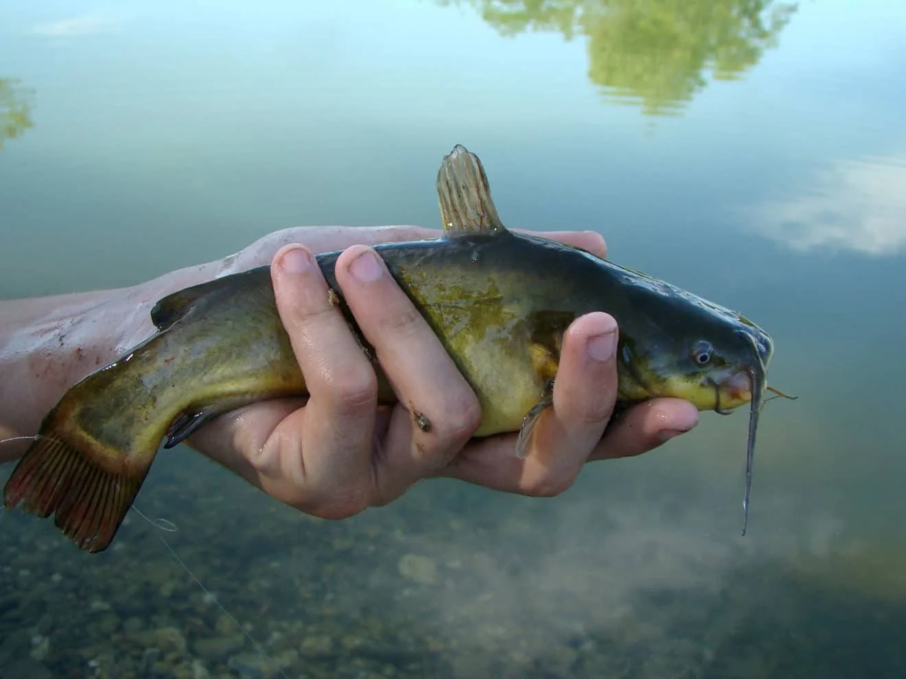 Poisson-chat