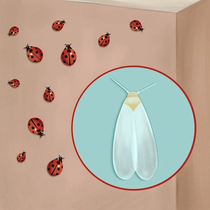 Vous voyez beaucoup de coccinelles et d'araignées dans votre maison