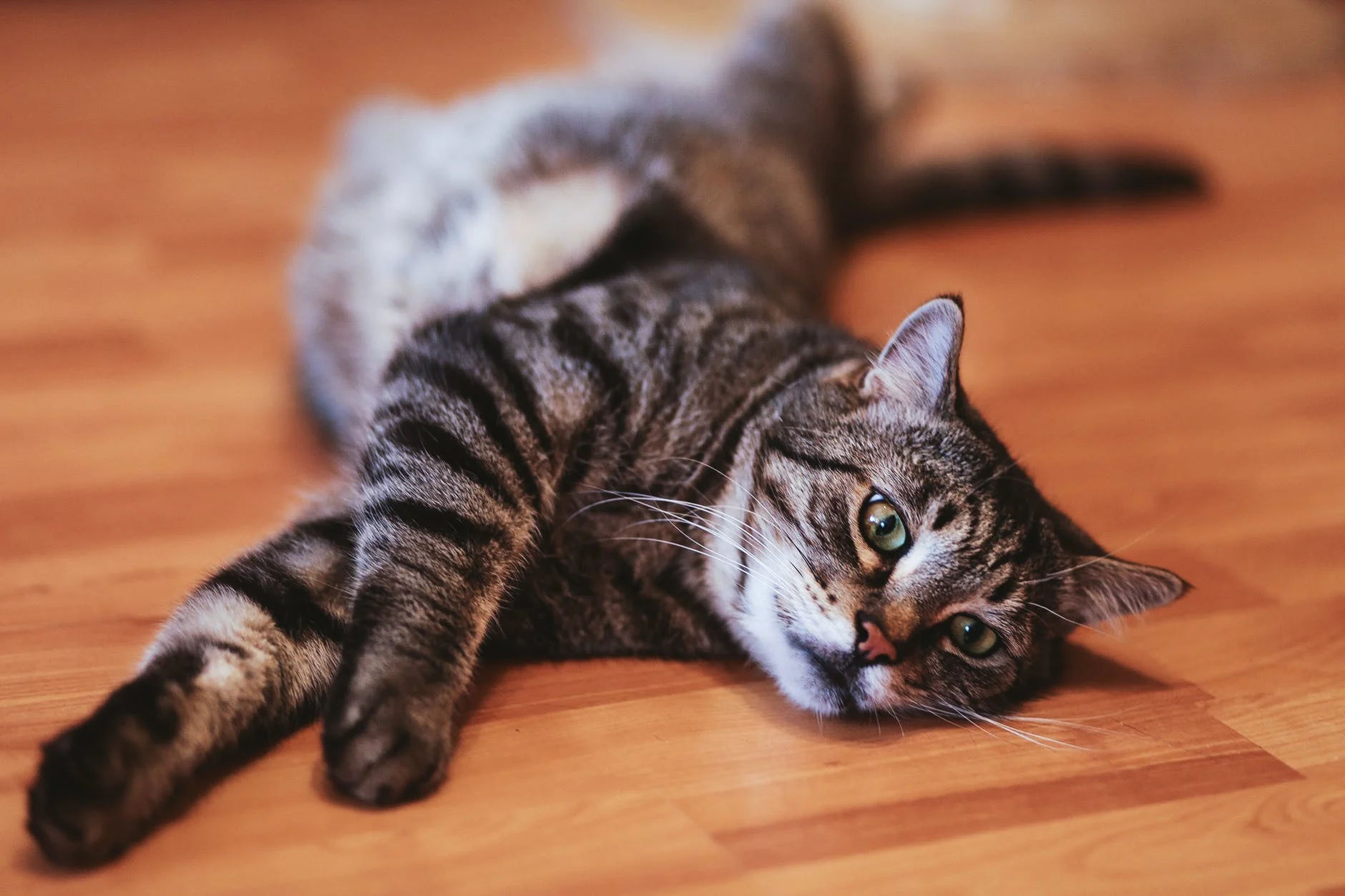 chat