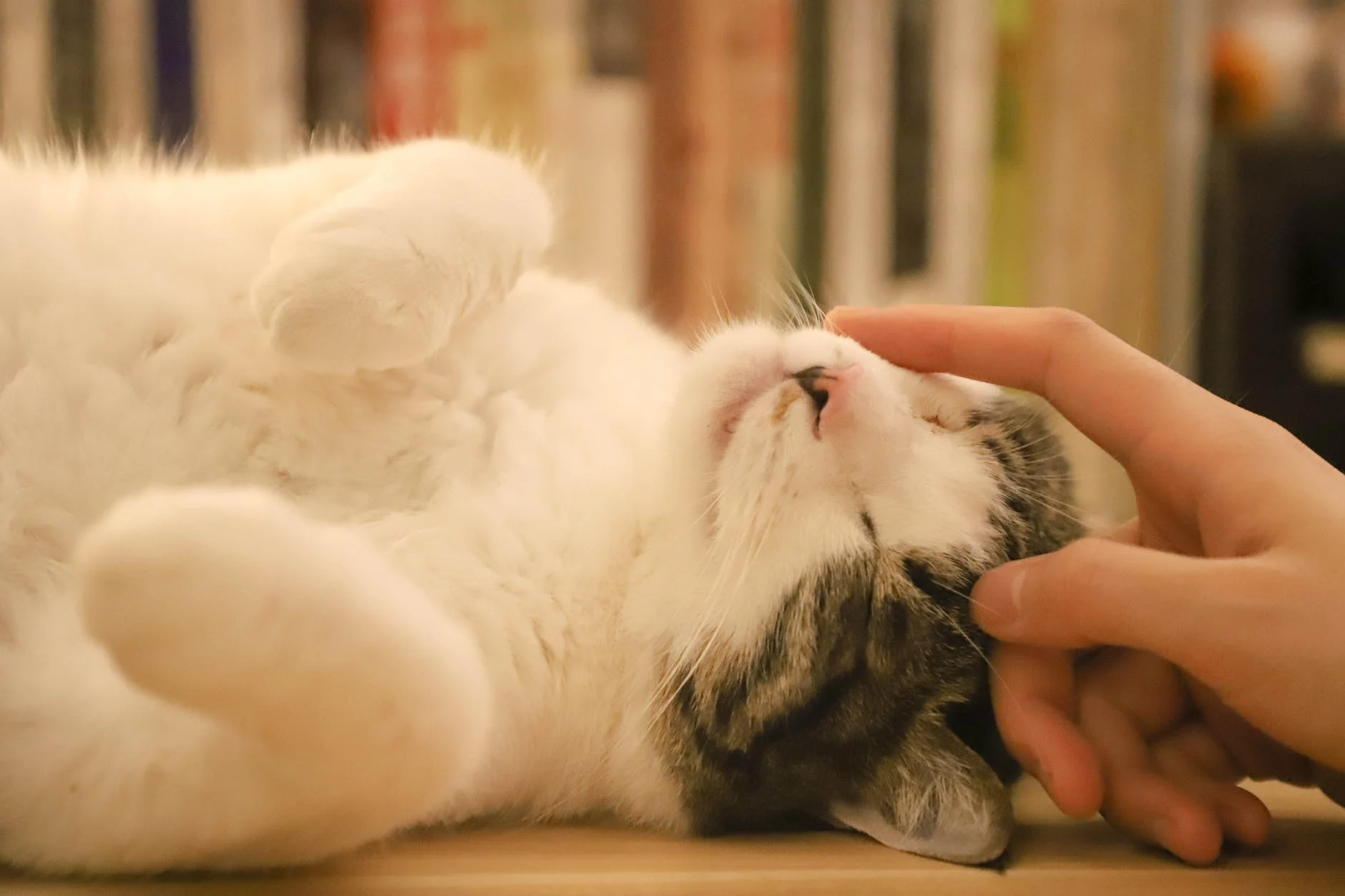 chaton