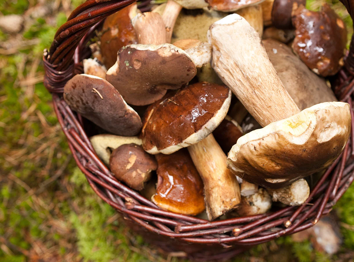 les champignons