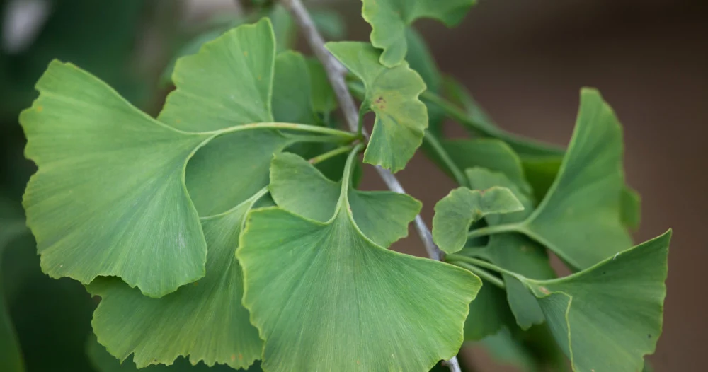 Ginkgo biloba