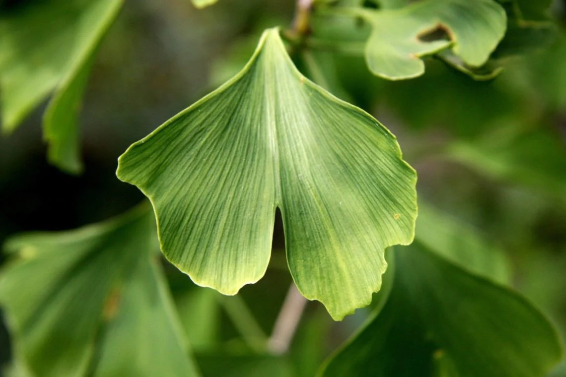Ginkgo