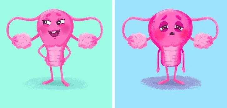 Le processus menstruel