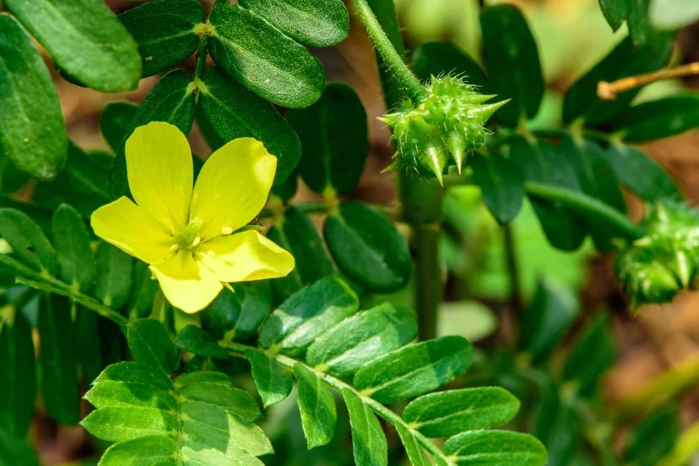 Tribulus