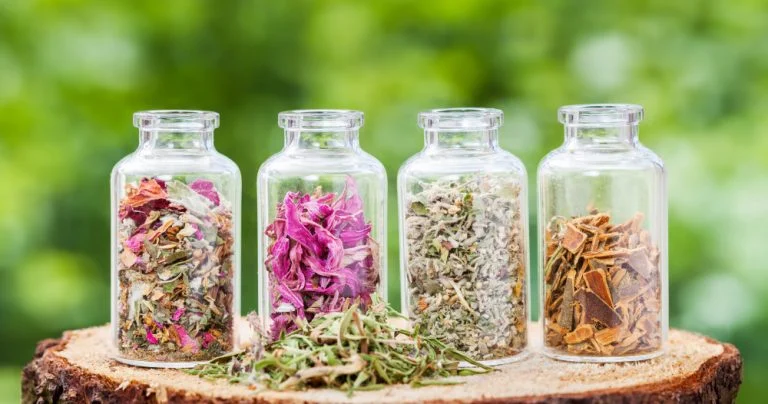 plantes médicinales