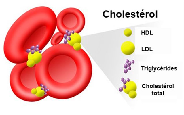 taux de cholestérol