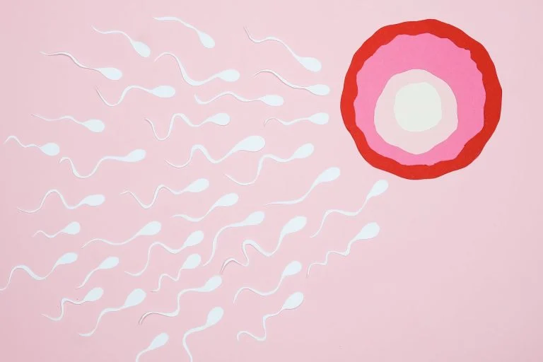 fertilité femme