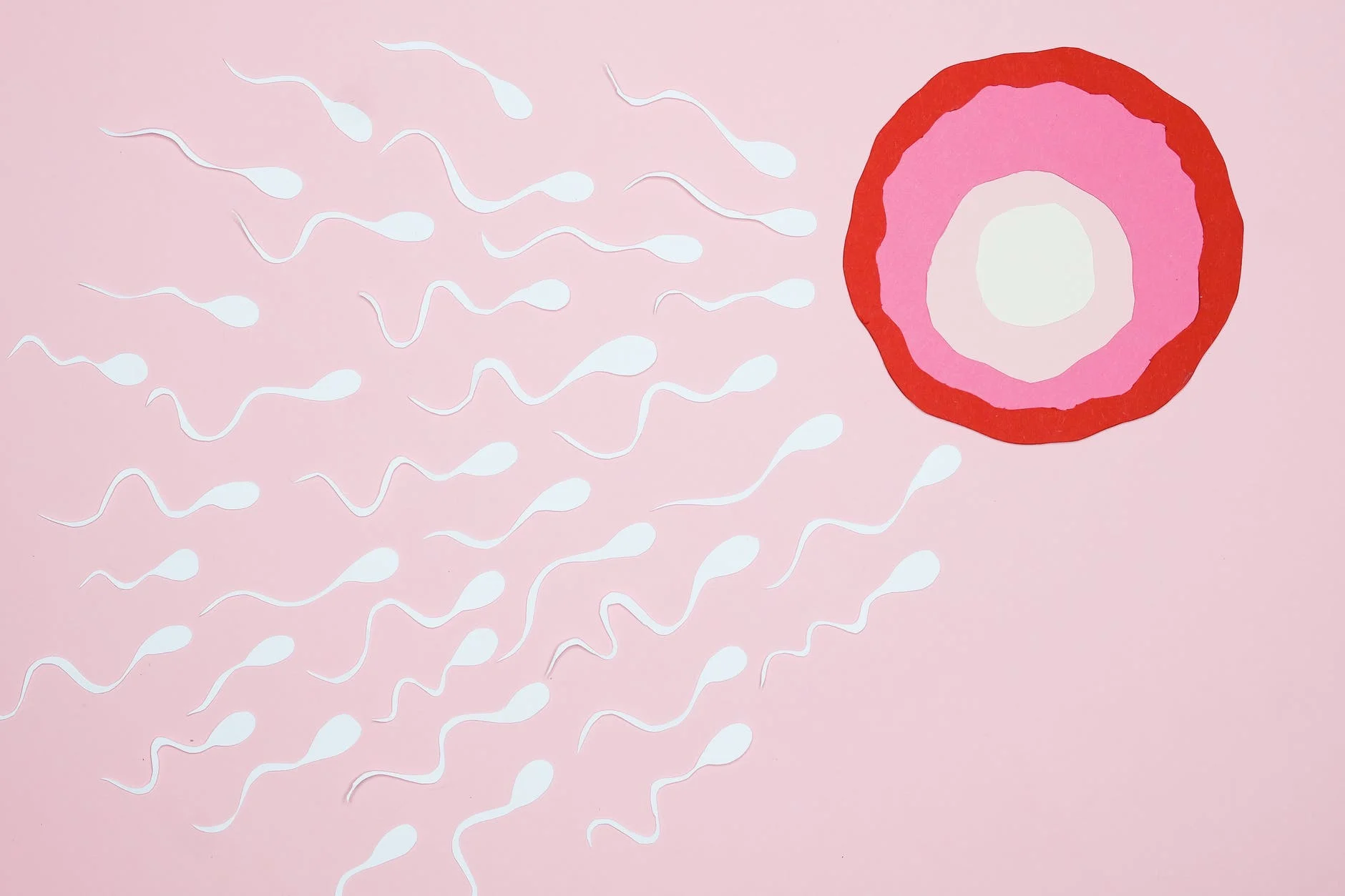 fertilité femme