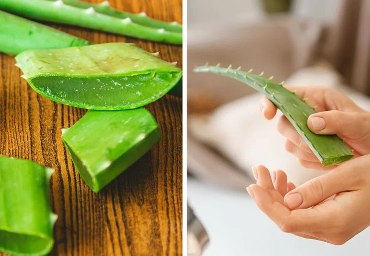 Aloe vera pour les coupures