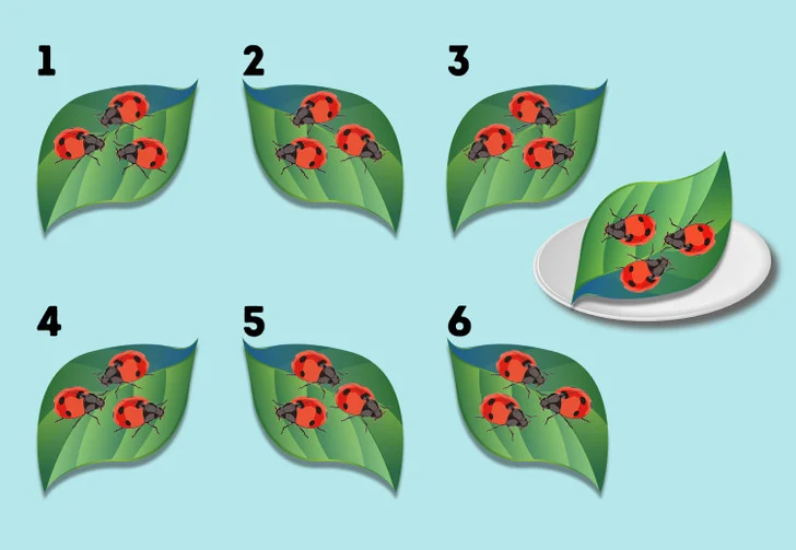 Laquelle de ces feuilles est identique à celle de l'exemple énigmes