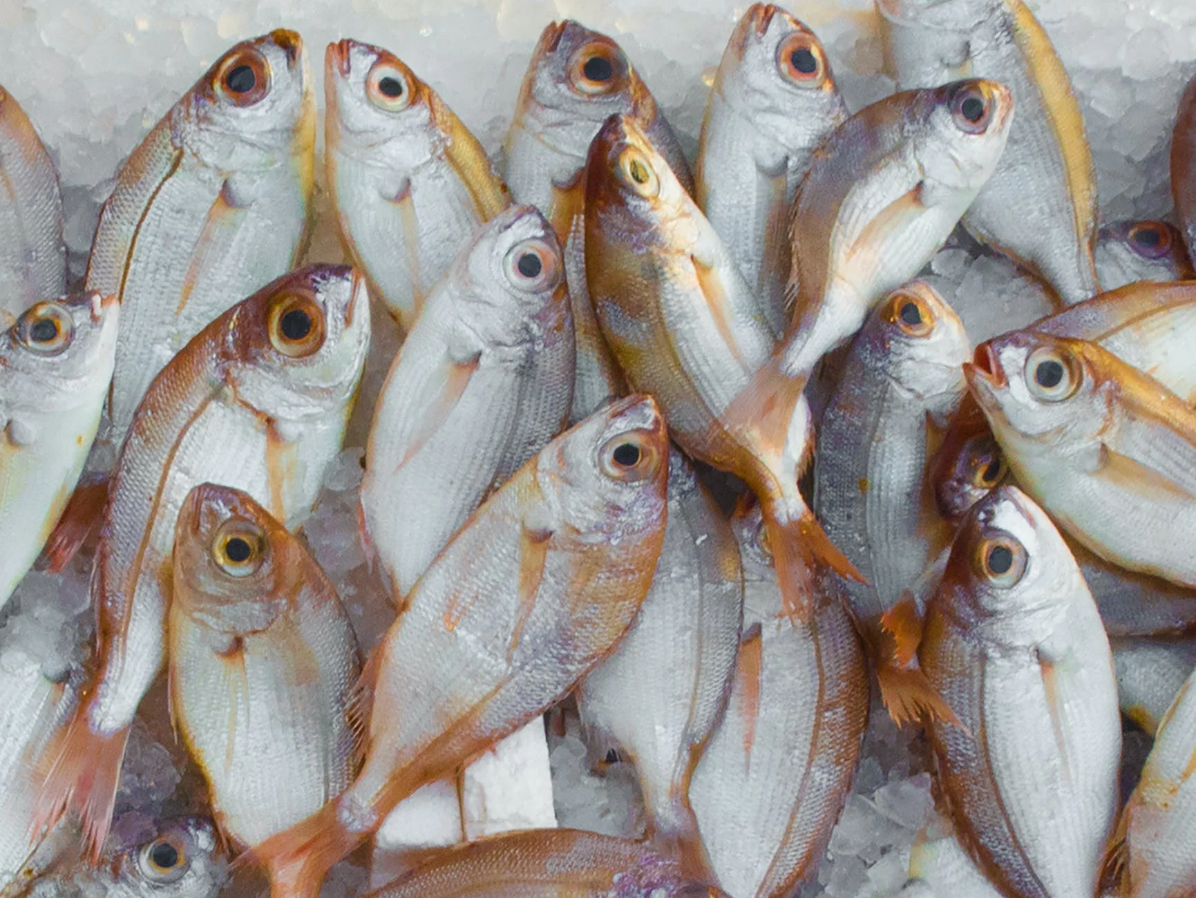 Le poisson