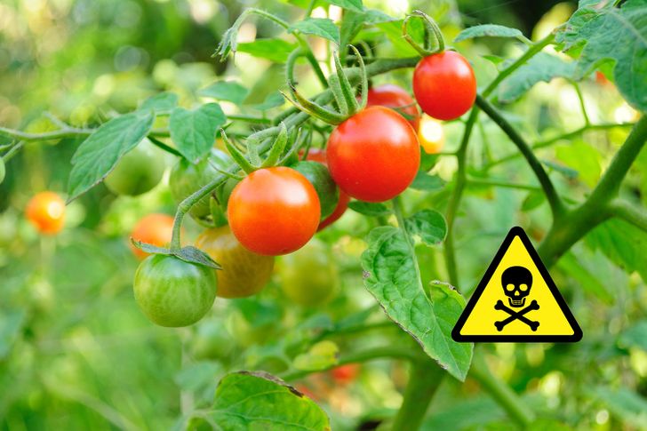 Les feuilles de tomates peuvent être toxiques