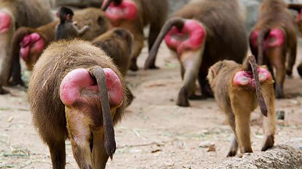 Un derrière rouge vif