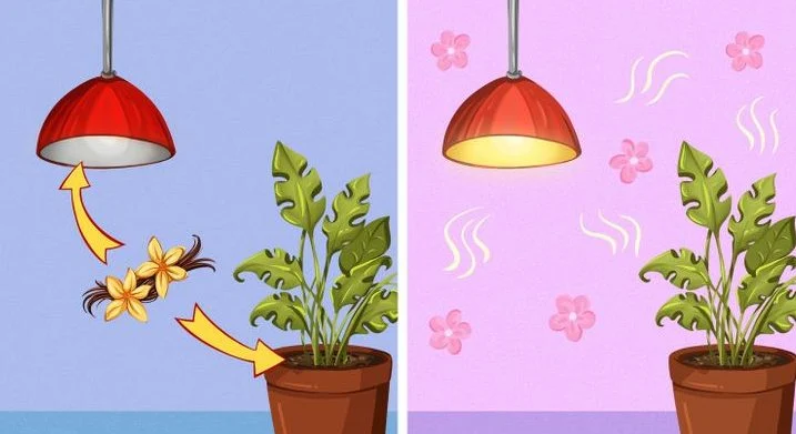 Utilisez un désodorisant à la vanille