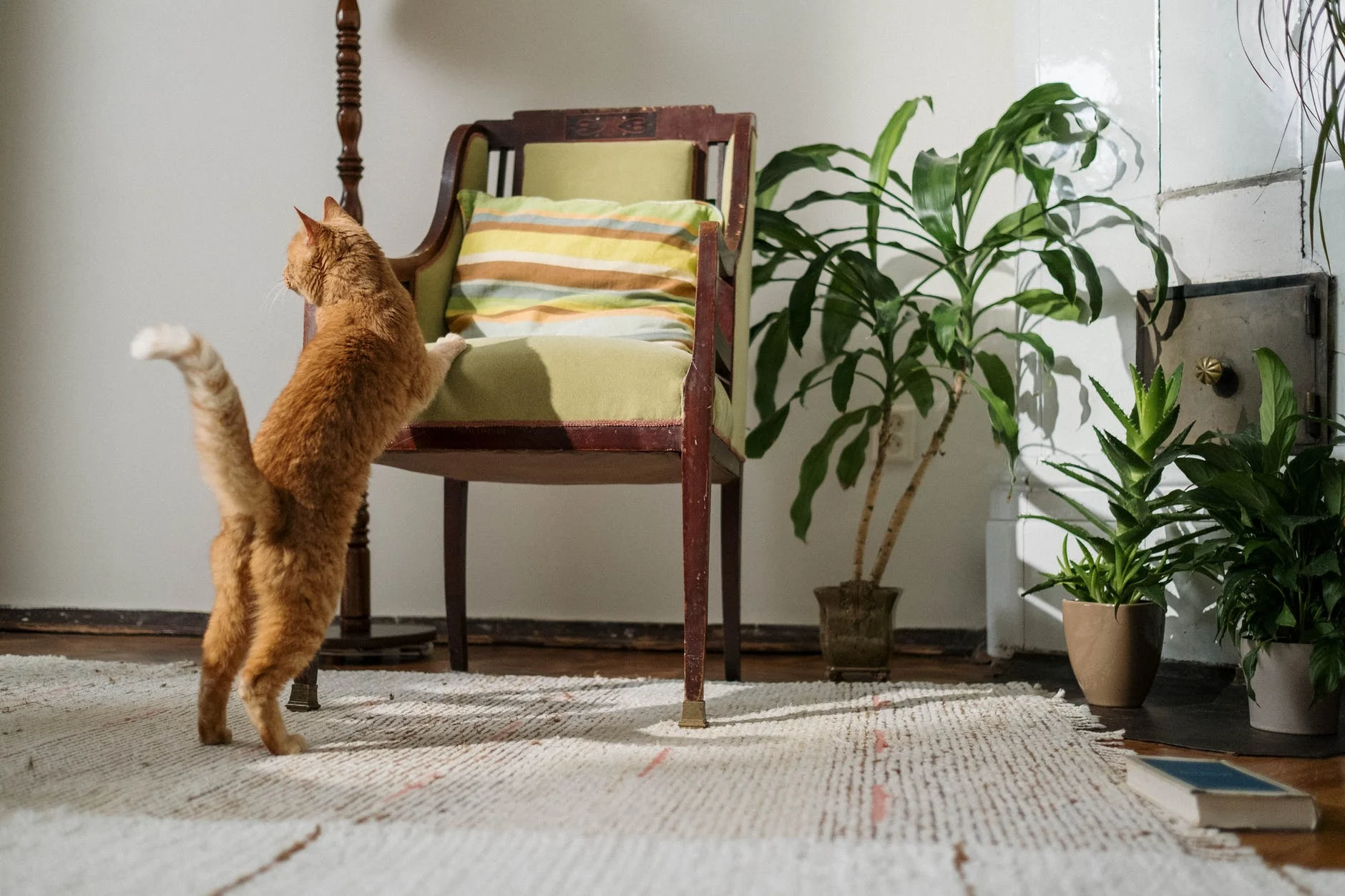 des chats dans votre appartement