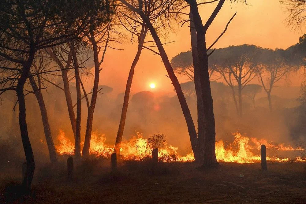 incendies de forêt