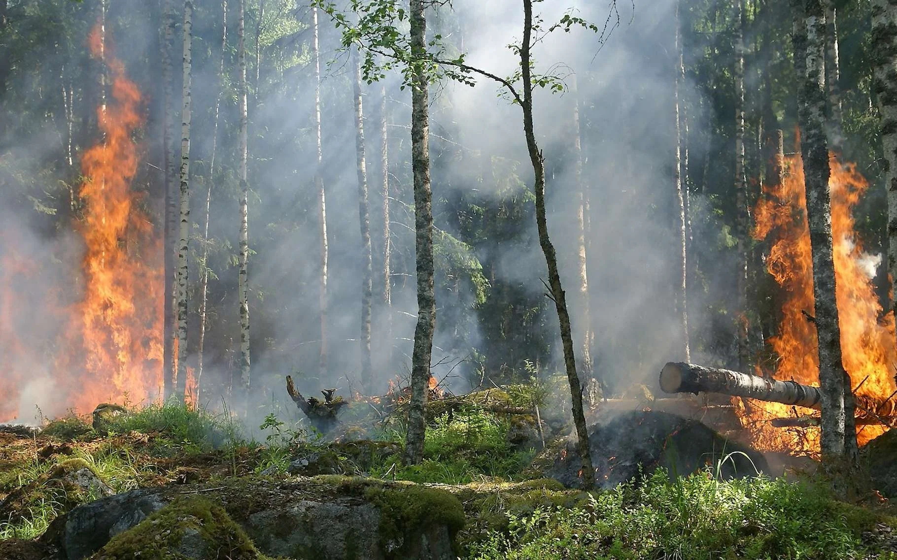 incendies de forêt
