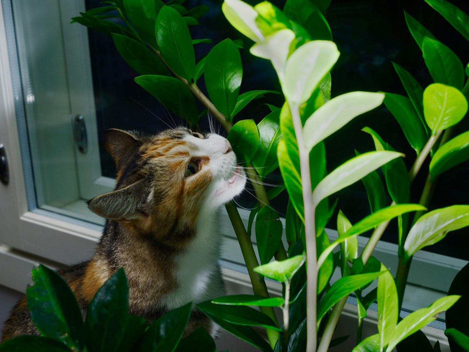 les animaux et les plantes venimeux