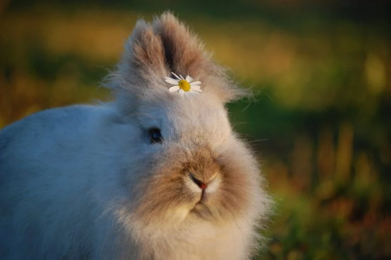 lapin mignon