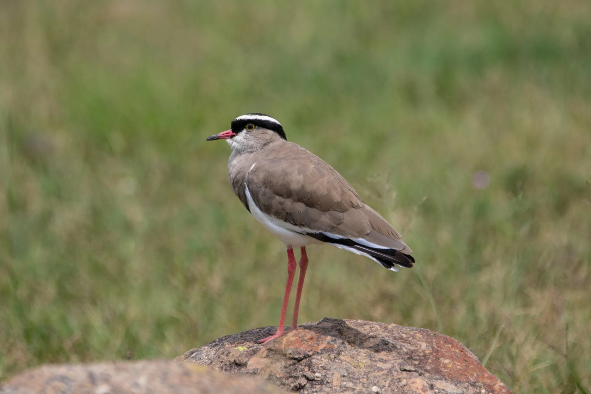 animal sauvage Oiseau