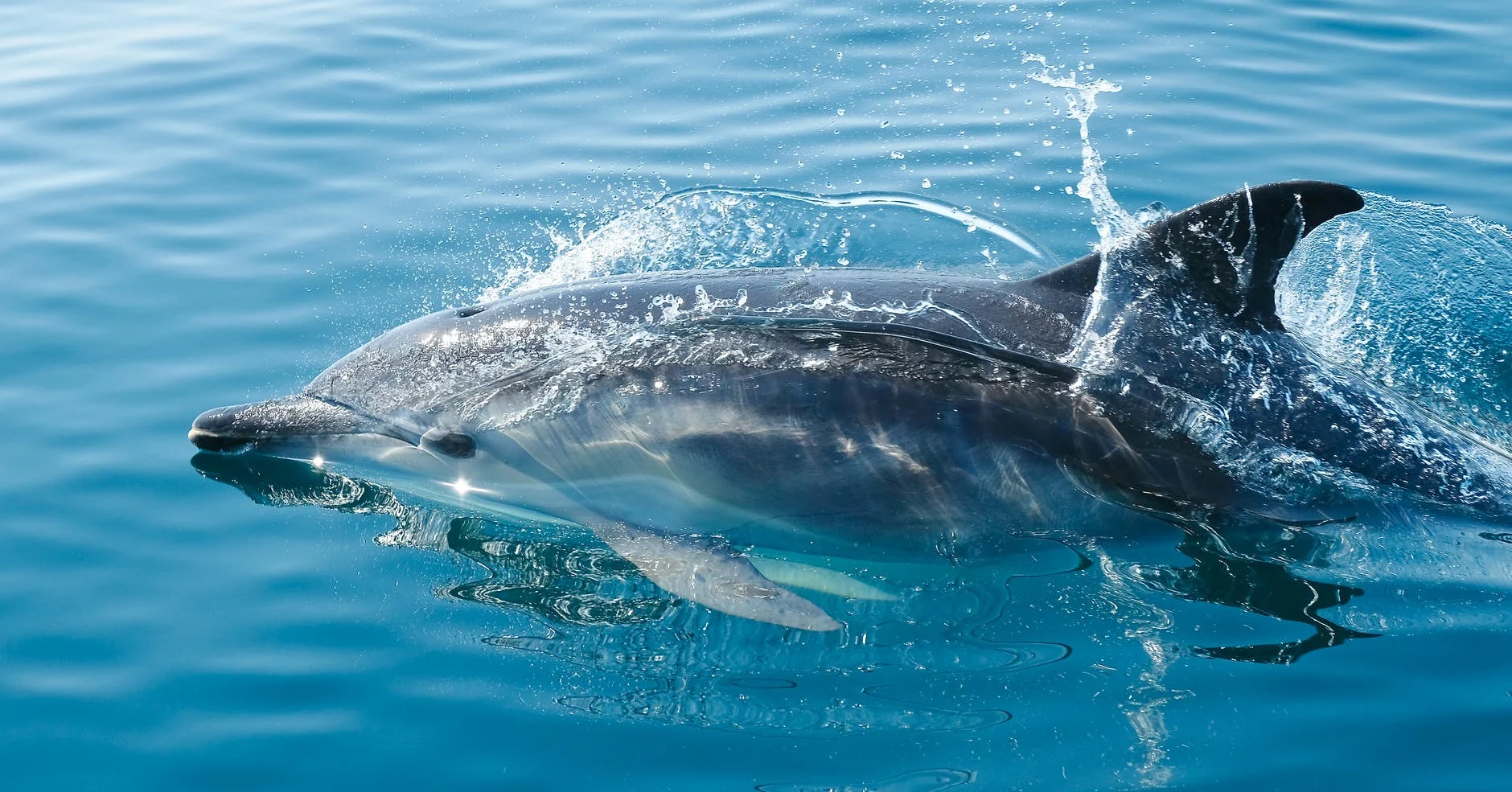 Dauphin animal sauvage