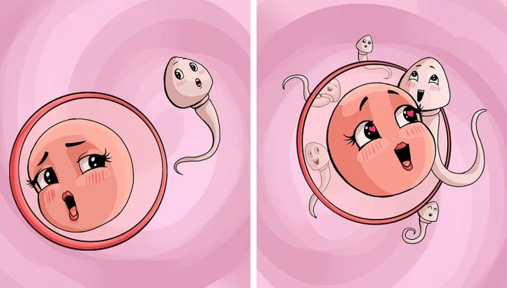 Les oignons stimulent la fertilité