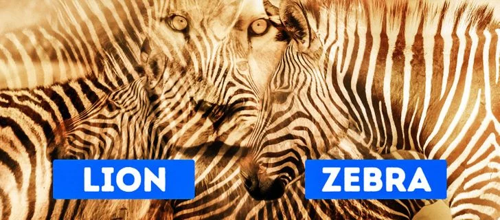 Que voyez-vous en premier ? Un LION ou un ZÈBRE ?