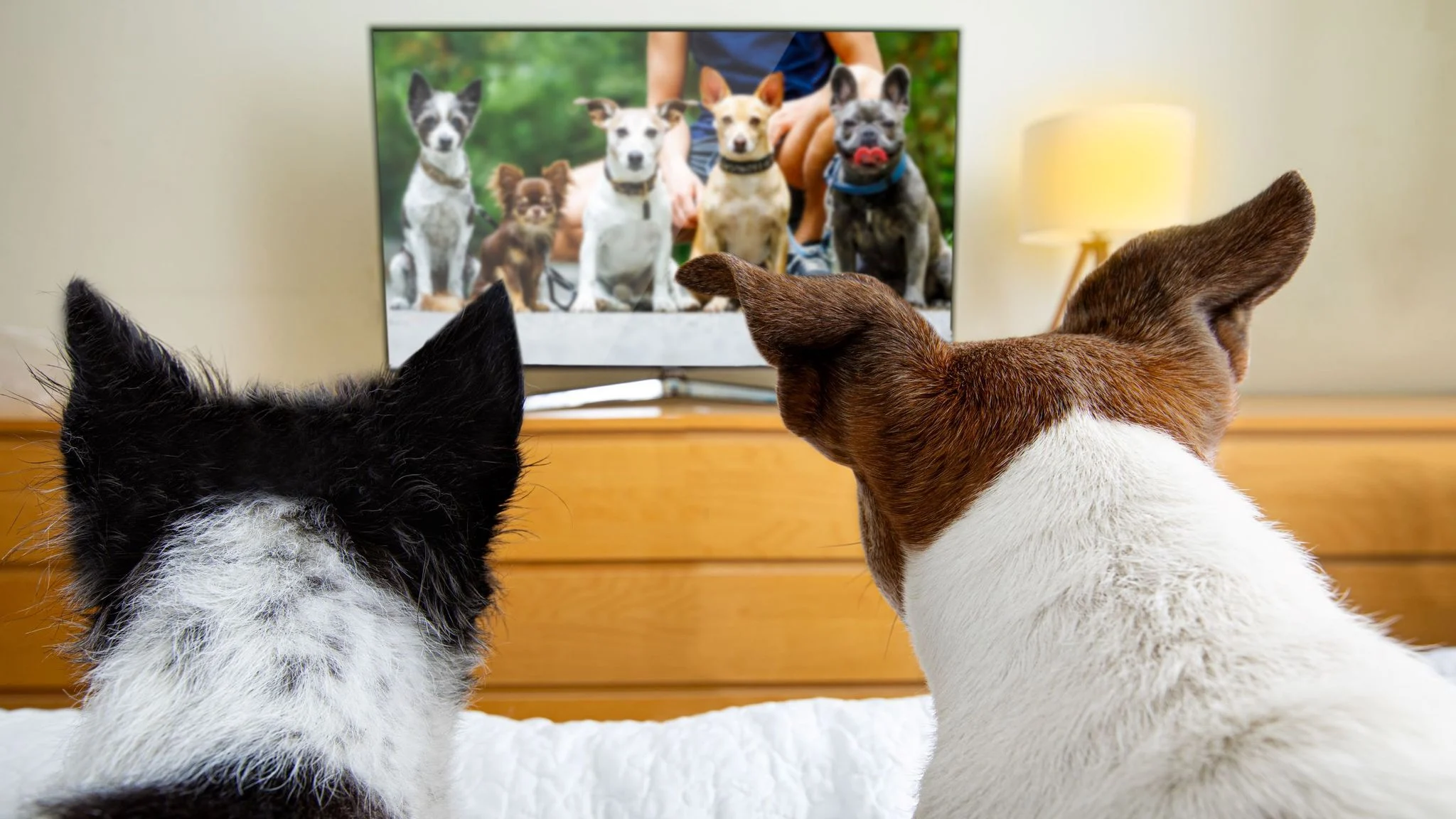 Réalisateur de films pour chiens