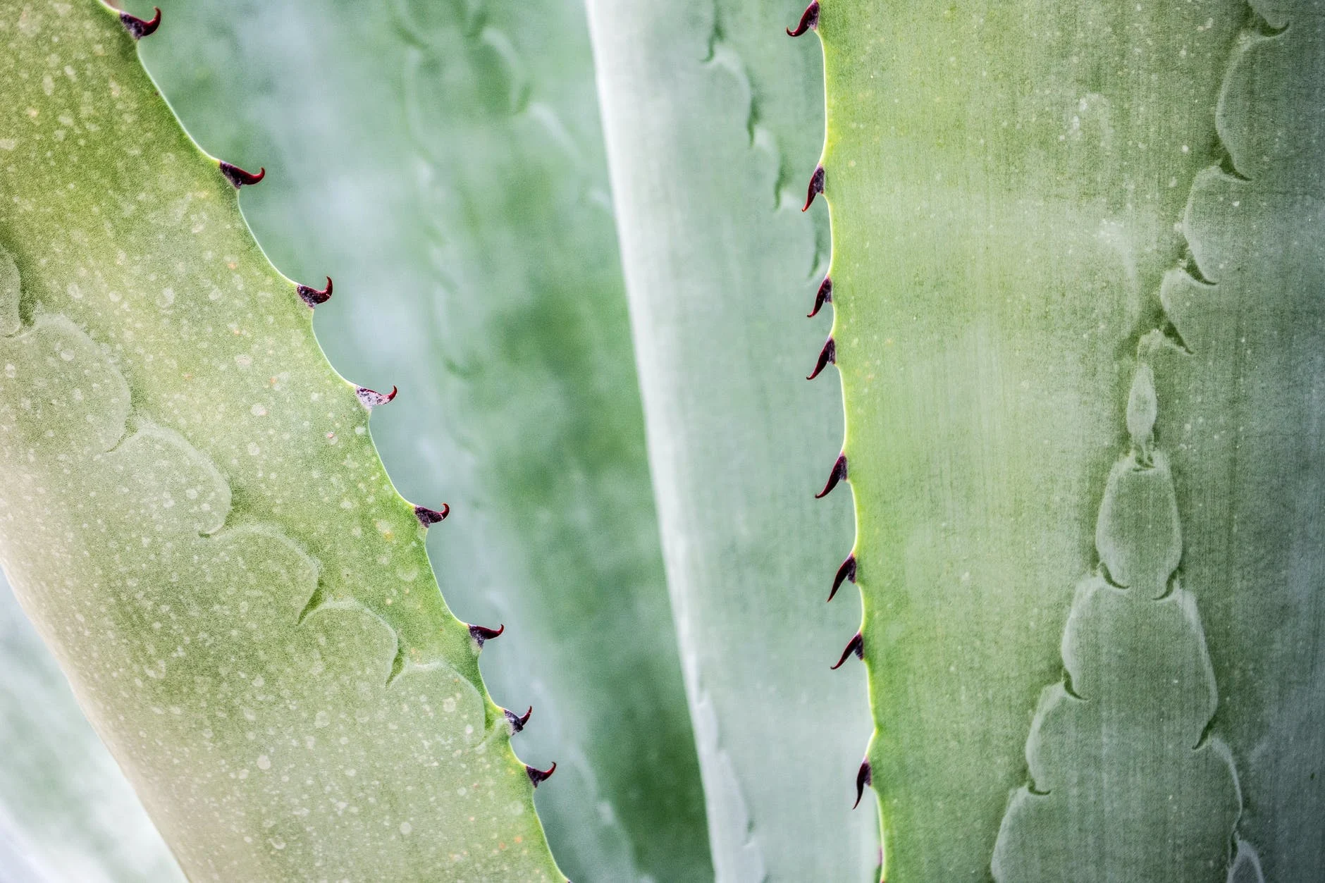 6 recettes à l'aloe vera pour des cheveux et une peau magnifiques