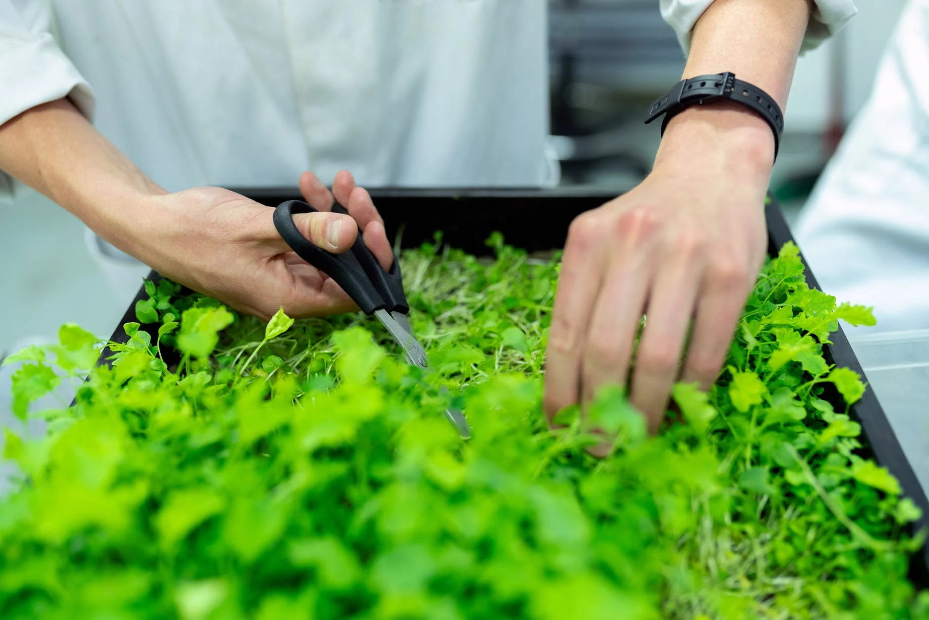 Utilisez des herbes et des épices fraîches sodium