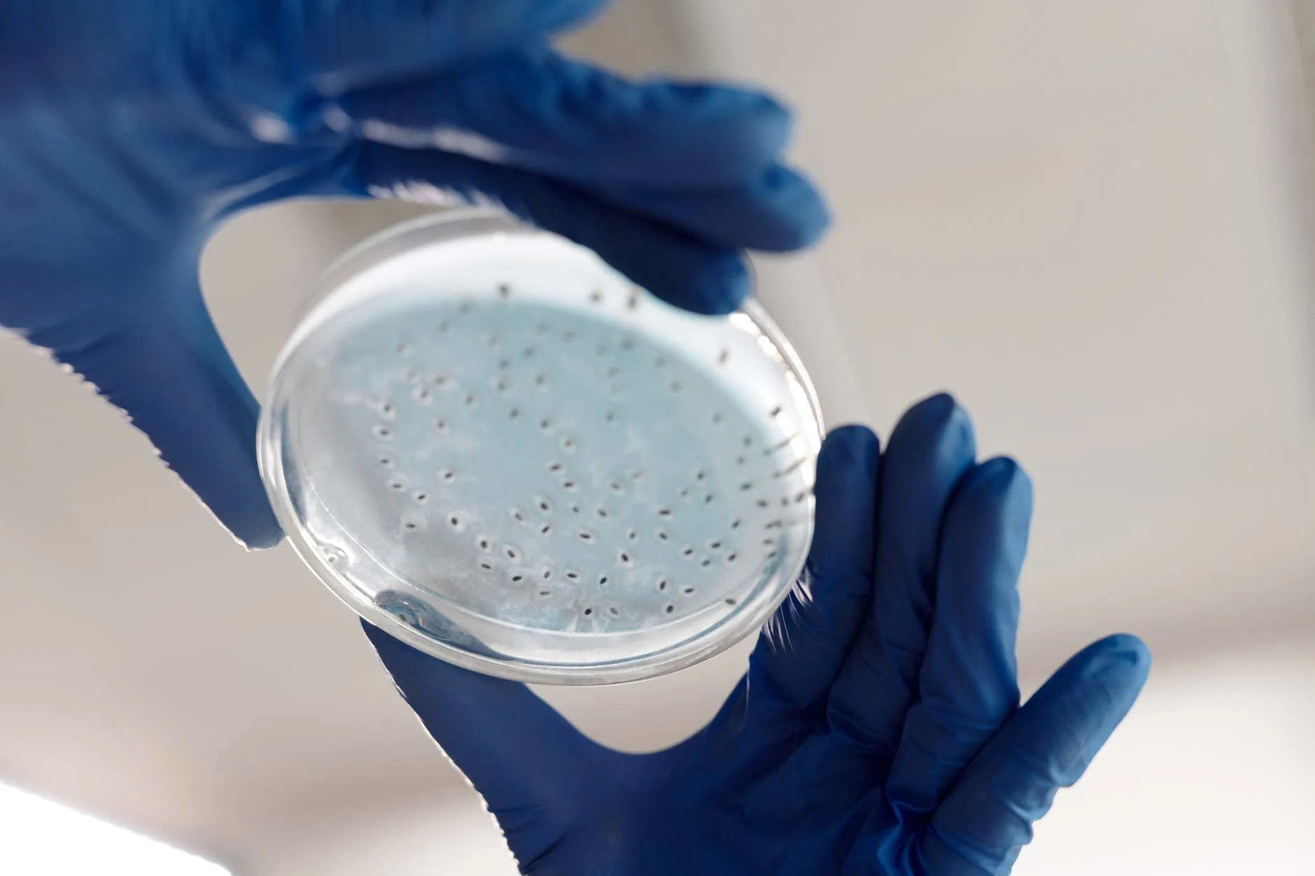 Repousse les bactéries et les virus