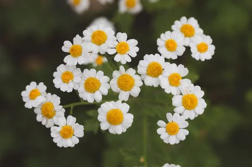 La grande camomille contient un ingrédient appelé parthénolide, qui peut agir pour soulager l'inflammation.