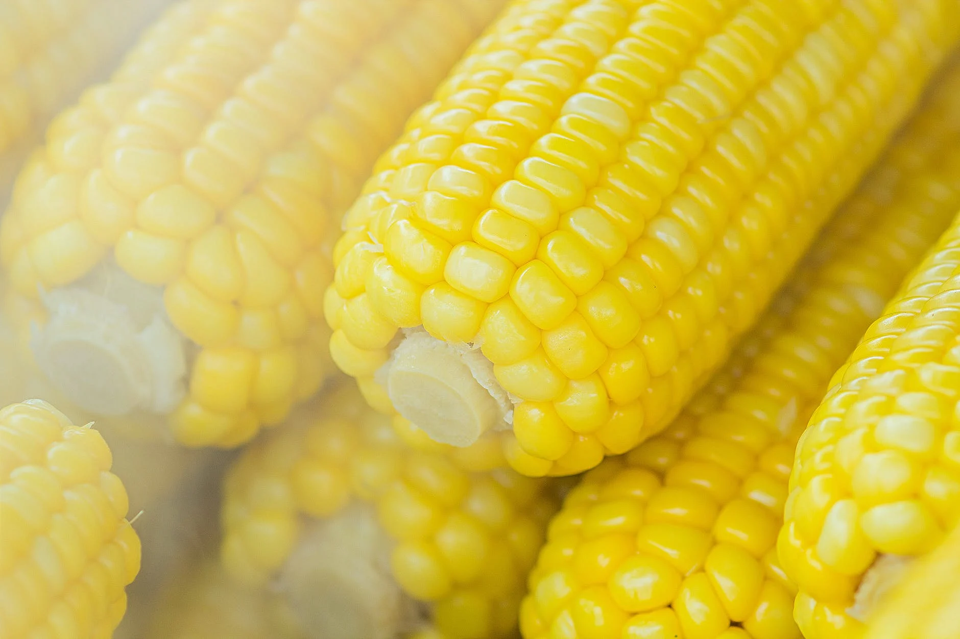 plante céréalière largement consommée dans le monde entier