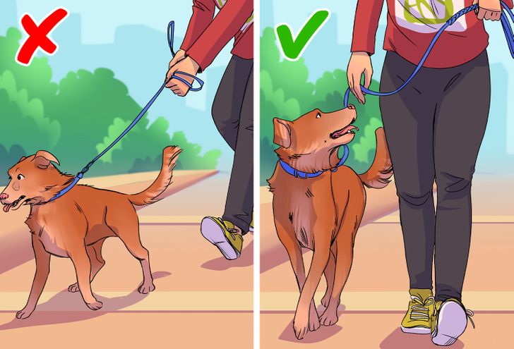 Votre chien avance plus vite que vous
