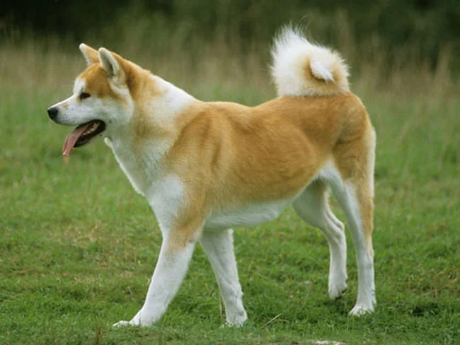 Akita