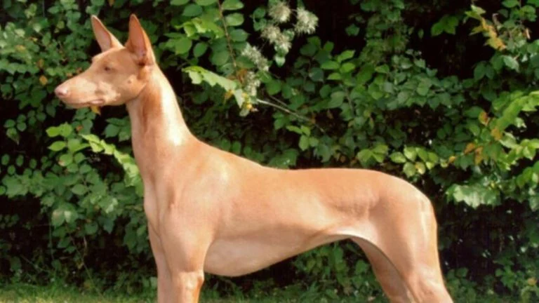 Chien du Pharaon