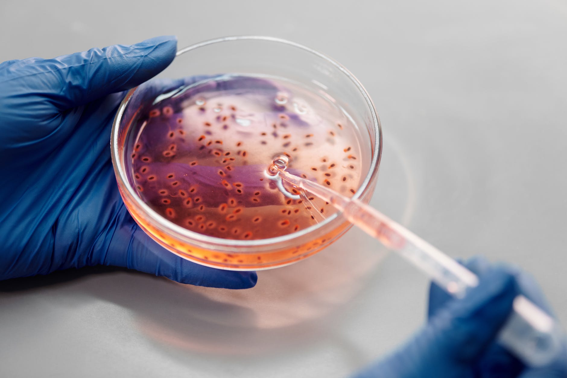 Combattre les bactéries résistantes aux antibiotiques miel