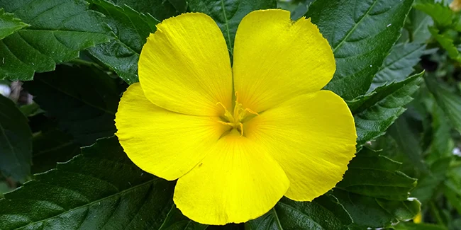 Damiana