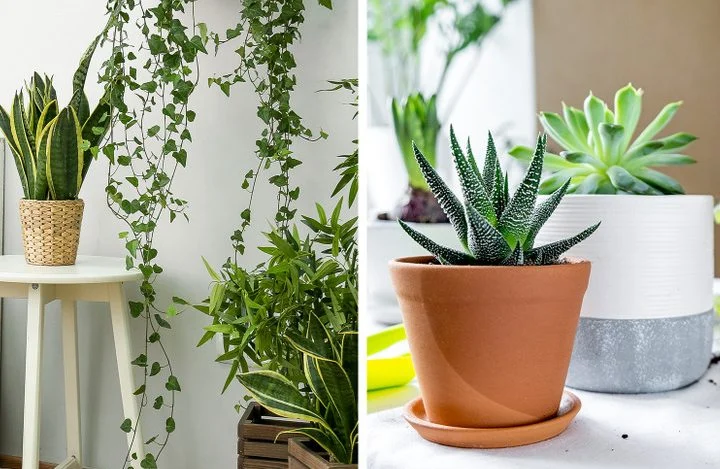 Des plantes en abondance