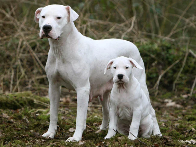 Dogue argentin
